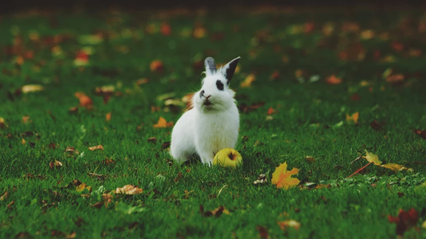 草地上 兔子 可爱 12k动物壁纸 MACGF.COM - macGF